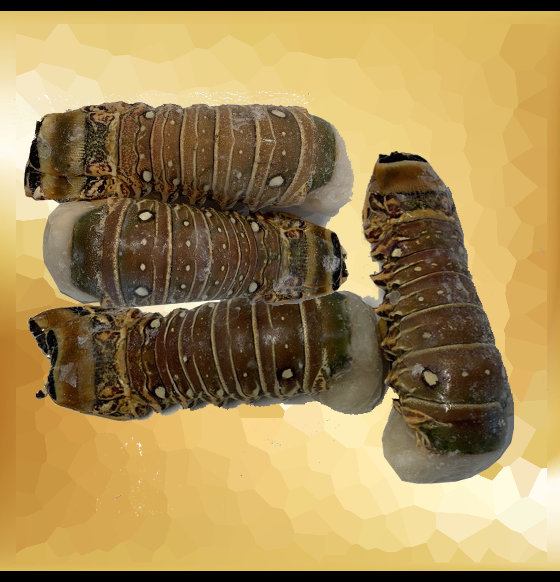 LOBSTER TAIL